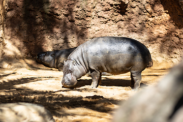 Image showing The common hippopotamus, Hippopotamus amphibius, or hippo, is a large, mostly herbivorous, semiaquatic mammal native to sub-Saharan Africa.