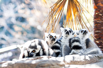 Image showing Group of cute little Ring-tailed lemur sitting in the shade on a hot summer day on Madagascar.