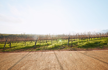 Image showing Vineyard landscape, farm and road in nature with sky background, mockup space and sunshine. Street, outdoor and summer in countryside, farmland and growth with sustainability, development and mock up