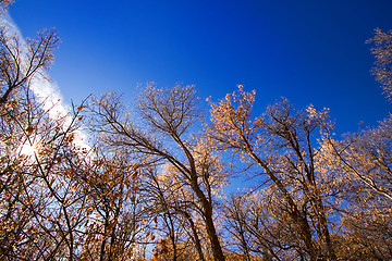 Image showing Trees Under the Blue Skies