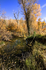 Image showing Trees under the Blue Skies