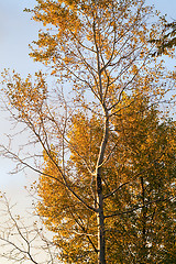 Image showing Autumn tree with the turned yellow leaves