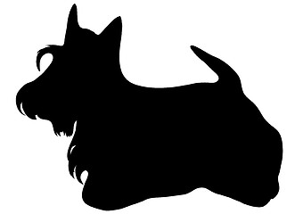 Image showing The Scottish terrier