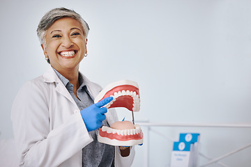 Image showing Dentist, dentures and portrait of senior woman for dentistry, medical and dental service in clinic. Healthcare, happy and female worker point to mouth mold for oral health, teeth cleaning and cavity