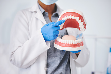 Image showing Tooth mold, dentures and hands of dentist for medical care, dentistry and dental service in clinic. Healthcare, hygiene and woman pointing to mouth model for oral health, teeth cleaning and cavity