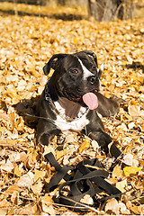 Image showing Portrait of the american staffordshire terrier laying on foliage