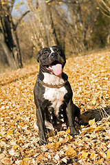 Image showing American staffordshire terrier against yellow foliage