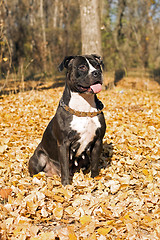 Image showing American staffordshire terrier against yellow foliage