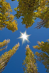 Image showing Autumn landscape: trees with yellow foliage and the sun