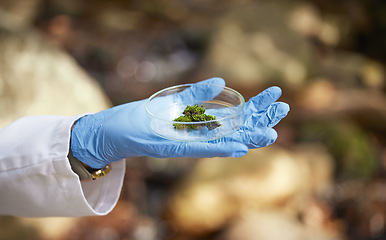 Image showing Science, nature and hands with moss sample for inspection, environmental and ecosystem study. Agriculture, biology and scientist with petri dish in forest for analysis, research and growth data