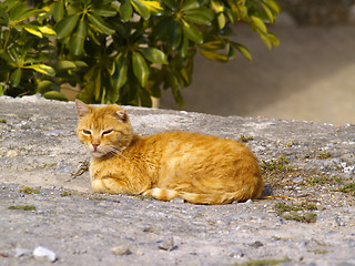 Image showing stray cat