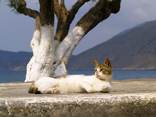 Image showing stray cat