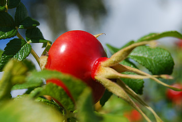 Image showing Rose hip