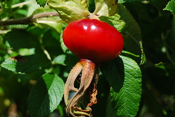 Image showing Rose hip