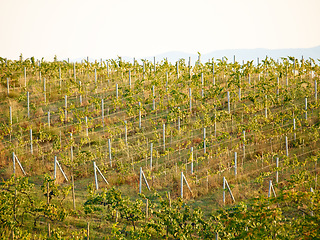 Image showing Outdoor vineyard landscape, farm and agriculture with plants, leaves or sustainability in summer sunshine. Sustainable farming, agro countryside or environment with eco friendly development in nature