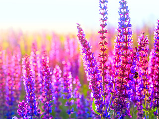 Image showing Nature, environment and lavender flowers on a field in summer, growth and calm in countryside. Spring, morning and purple plants growing on natural ground for aromatherapy and holistic sustainability