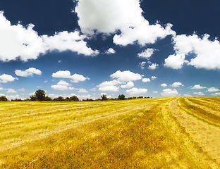 Image showing Grass, landscape and outdoor with sky, clouds and golden field in countryside with summer sunshine. Earth, natural aesthetic and farming land with mock up space on horizon for ecology by background