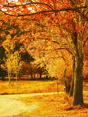 Image showing Leaves, forest and road on natural background or path in the countryside. Nature, outdoor and grass or maple trees in sunny park on earth day or sustainable eco conservation for environment