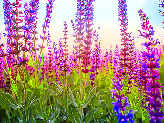 Image showing Lavender flowers, nature and sustainability with plant growth in a garden of field during spring season. Earth, summer and environment with beautiful wildlife growing in the countryside at sunrise