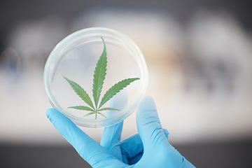 Image showing Medical science, cannabis and plant in hand of scientist with a petri dish for biology and medicine. Expert person in laboratory with marijuana or cbd leaf for healthcare, research or sustainability