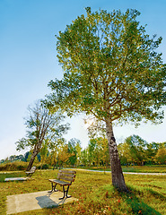 Image showing Bench, tree and a park in summer or spring during the day for sustainability on a clear blue sky. Earth, nature and landscape with a beautiful view of green grass on an open field in the countryside