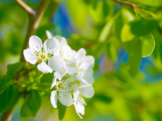 Image showing Spring, garden and pear leaf flowers or branch, green trees and beauty of Chinese floral, plants or natural growth. White tree, calm environment and blossom leaves or zen, summer and gardening