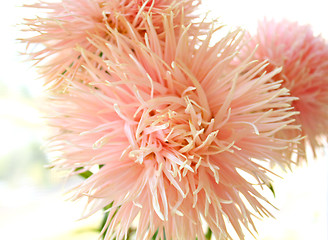 Image showing Pink aster