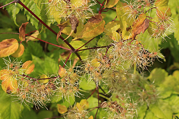 Image showing Fluffy plant