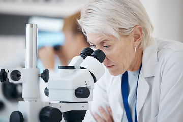 Image showing Senior woman, scientist and microscope in forensics for discovery, breakthrough or healthcare research in lab. Mature female medical professional in scientific or science examination or experiment