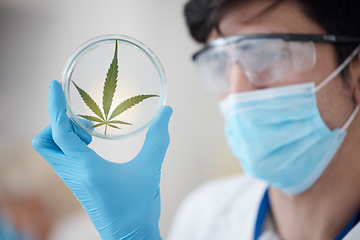 Image showing Medical cannabis, science and leaf in hand of scientist with a petri dish for biology and medicine. Expert man in laboratory with marijuana or cbd plant for healthcare, research or sustainability