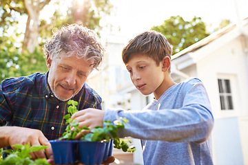 Image showing Senior man planting plants with his grandchild in a garden for agriculture, sustainability or gardening. Nature, bonding and elderly male person checking leaves with boy child in the backyard at home