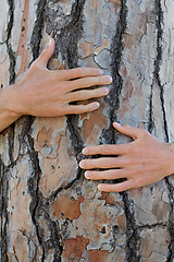 Image showing Closeup, tree and person with a hug, protection and natural care with sustainability, environment and green energy. Zoom, human and nature lover with embrace, support the planet and eco friendly