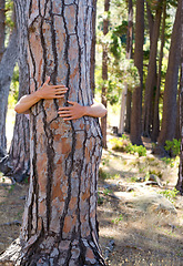 Image showing Closeup, hug and person outdoor, tree and sustainability in the woods, natural and carbon footprint. Zoom, human and nature lover embrace, forest and clean energy with climate change and protection