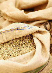 Image showing Industry, natural and coffee beans in a burlap sack for rustic storage, import or packing. Production, texture and closeup of white grains of caffeine in a cloth bag for fresh, organic or raw product