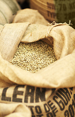 Image showing Natural, produce and coffee beans in a burlap sack for rustic storage, import or packing. Production, industry and closeup of white grains of caffeine in a cloth bag for fresh, organic or raw product