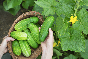 Image showing Cucumber harvest