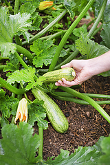 Image showing Zucchini harvest