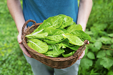 Image showing Chard leaves 