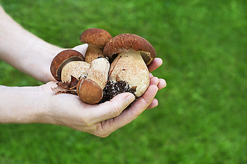 Image showing Boletus edulis mushroom porcini