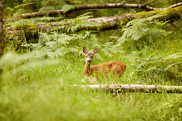 Image showing Nature, baby and environment with deer in forest for wildlife, summer and hunting. Newborn, wilderness and fauna with animal in grass field of woods for peaceful, meadow and natural ecosystem