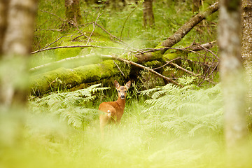 Image showing Nature, spring and environment with deer in forest for wildlife, summer and hunting. Newborn, wilderness and fauna with animal in grass field of woods for peaceful, meadow and natural ecosystem