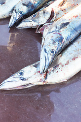 Image showing Fishing, caught and dead fish in water for seafood, commercial sales trade or harbour market industry. Animal death, snoek or meal ingredients for fresh sushi, food consumables or healthy eating