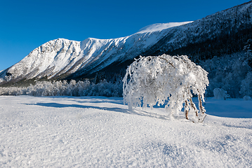 Image showing Bent snow covered frozen tree