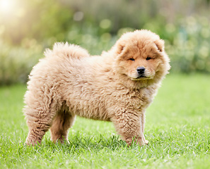 Image showing Cute, pets and grass with portrait of dog on backyard lawn for animals, fluffy and mammal. Summer, environment and nature with chow chow puppy on outdoor field for playful, relax and purebred