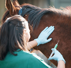 Image showing Hands, horse and injection with a vet on a farm for the treatment or cure of an animal disease. Healthcare, medical and sustainability with a female doctor working on a ranch for veterinary insurance