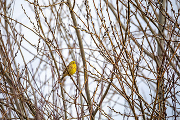 Image showing Bird European greenfinch in the nature