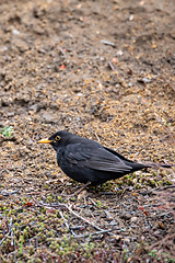 Image showing male of Common black bird in winter