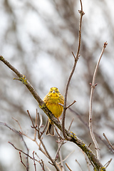 Image showing Bird European greenfinch in the nature