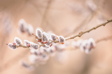 Image showing pussy-willow holiday, background