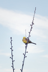 Image showing Bird European greenfinch in the nature